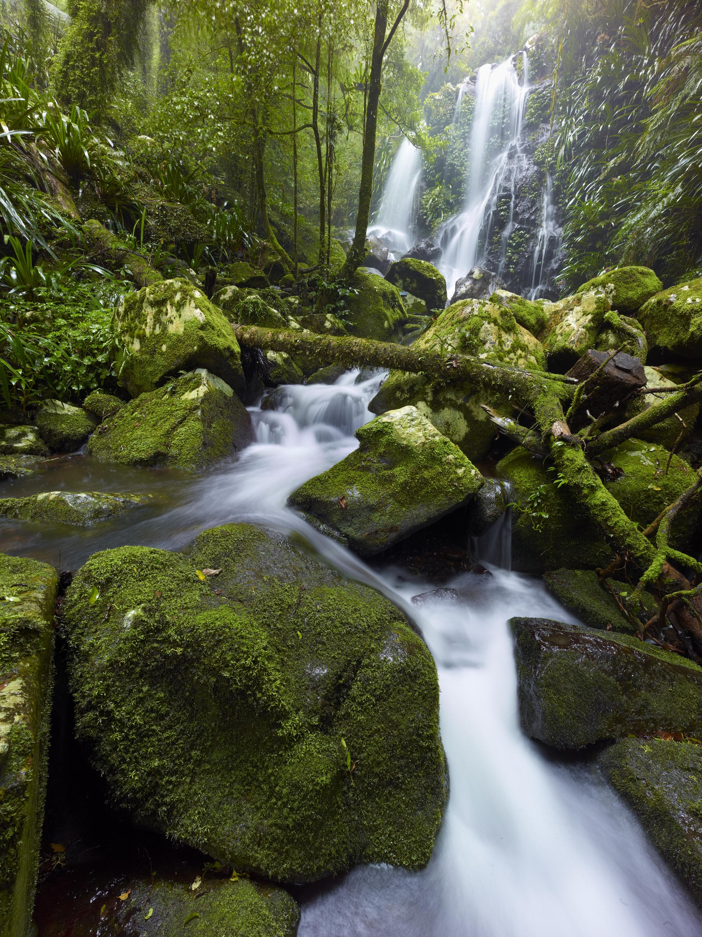 O'Reilly'S Rainforest Retreat Canungra Eksteriør billede